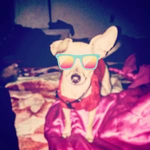 Meet your Posher, Hector